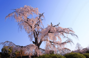 京都円山公園の桜を撮影した写真
