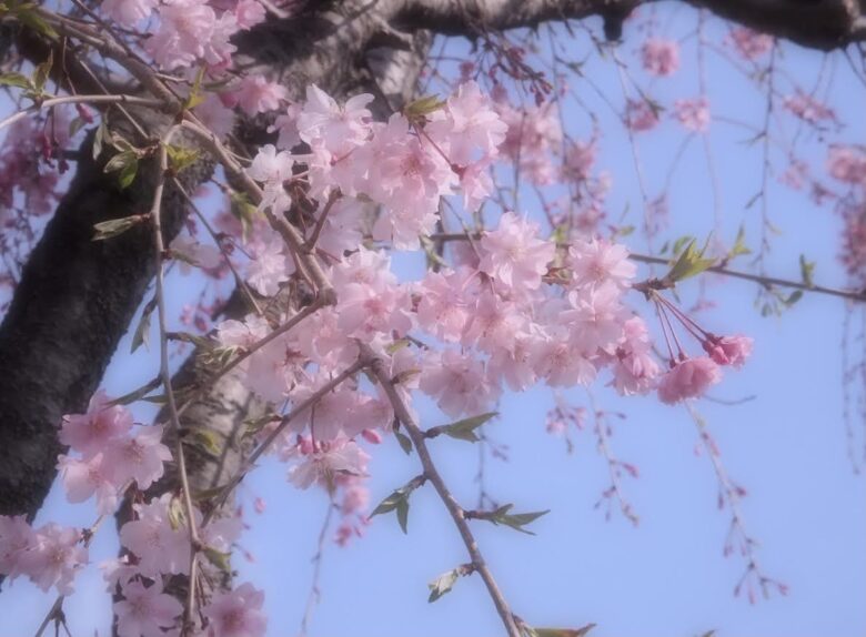 円山公園でしだれ桜を撮影した写真