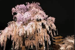 京都の円山公園の桜のライトアップを撮影した写真