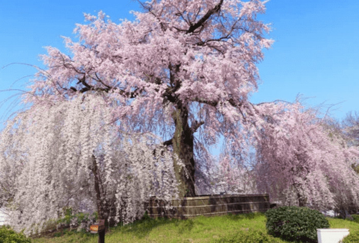 京都円山公園のしだれ桜