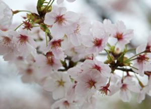 円山公園で桜を撮影した写真