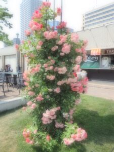 中之島バラ園で撮影したバラの写真