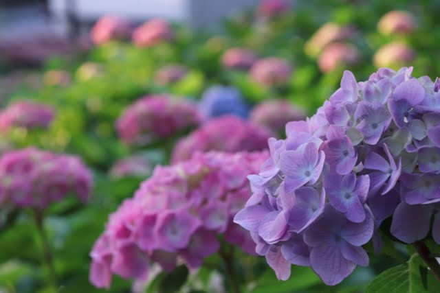 三室戸寺 紫陽花 21 の見ごろとライトアップの日程を紹介します れいの着物ものがたり