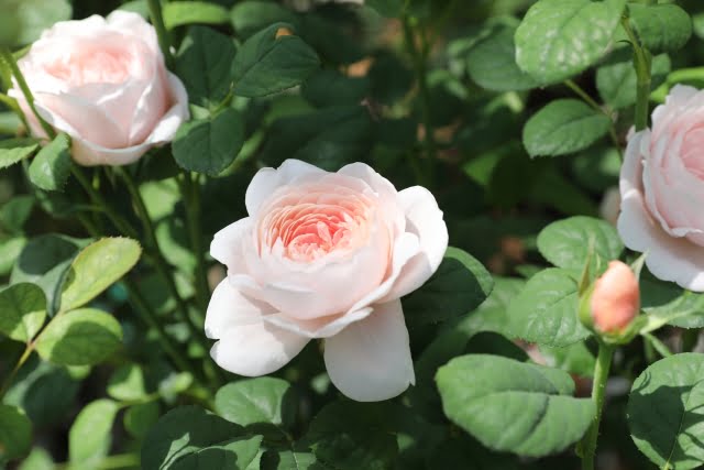 中之島バラ園薄ピンクのバラを撮影した写真
