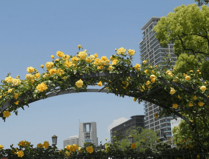 中之島バラ園で黄色いつるバラを撮影した写真