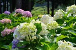 三室戸寺あじさい白い花を撮影した写真