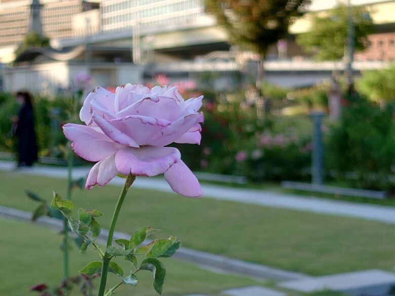 中之島バラ園でバラを撮影した写真