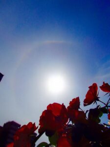 中の島バラ園にて日輪を撮影した写真