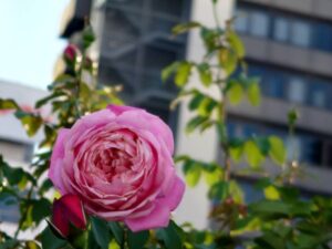 中之島バラ園で撮影した写真
