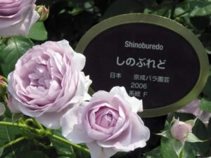 中の島バラ園しのぶれどのバラを撮影した写真