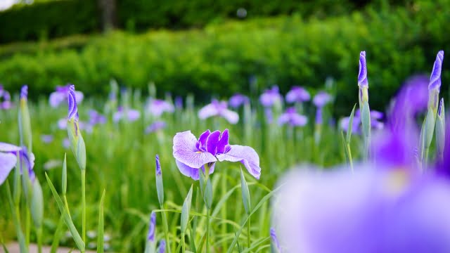 花菖蒲