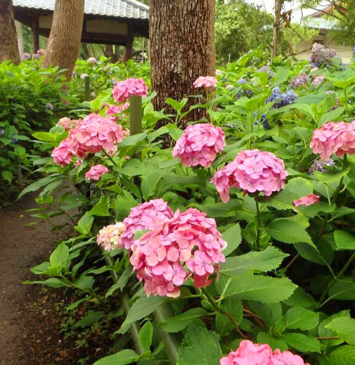 藤森神社の紫陽花苑を撮影した写真