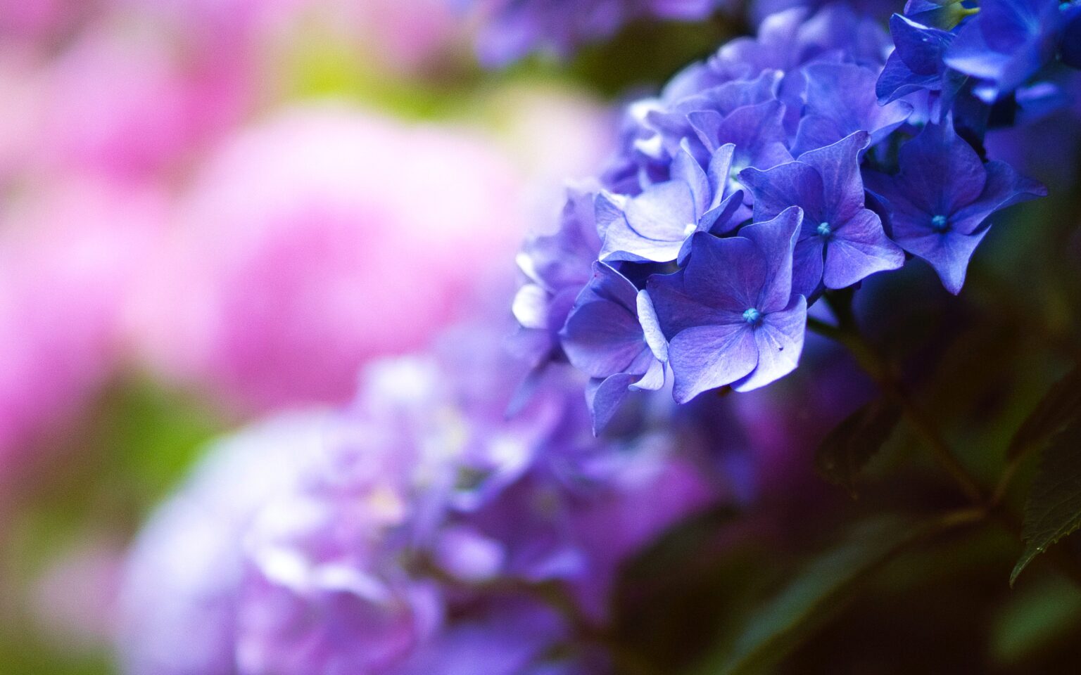 藤森神社あじさい21開花状況 紫陽花苑の開催日は 見ごろとアクセスも れいの着物ものがたり
