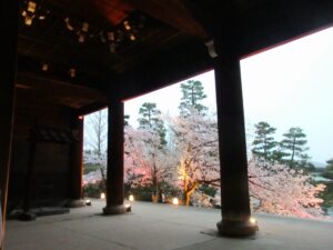 知恩院三門の手前の桜のライトアップを撮影した写真