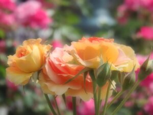 中之島バラ園でバラを撮影した写真