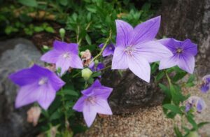 晴明神社 桔梗の花