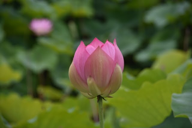 大覚寺の蓮の花の開きかけの様子を撮影した写真