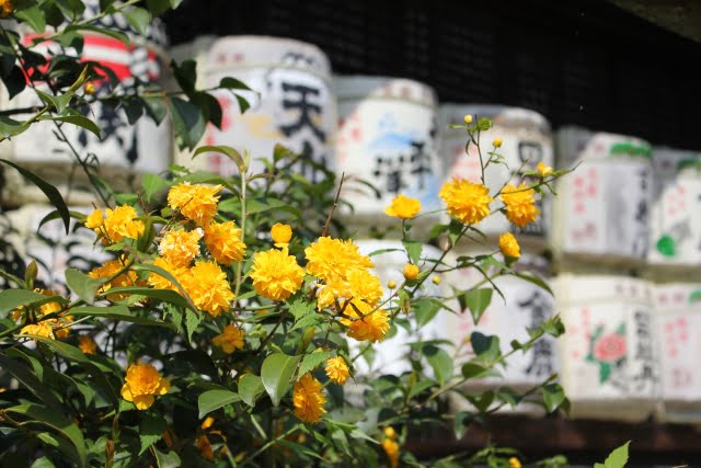 松尾大社の酒樽