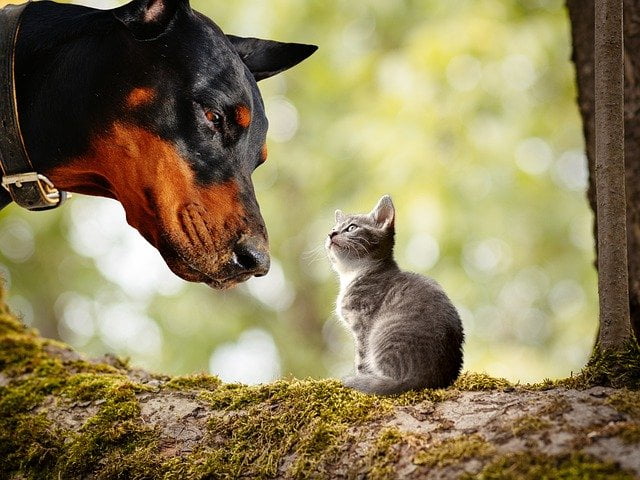 木の上で犬と猫が見つめ合う