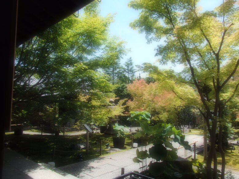 勝林寺の青もみじ
