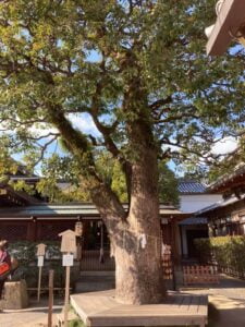 晴明神社の御神木を撮影した写真
