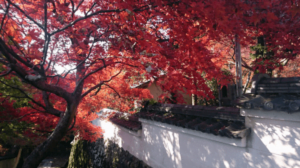 勝持寺の紅葉を撮影した写真