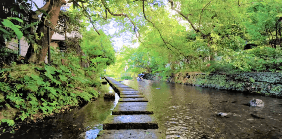 三島市の源兵衛川を撮影した写真