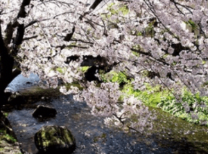 三島市源兵衛川の桜を撮影した写真