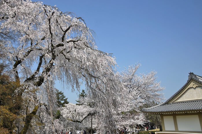 醍醐寺の報恩院の桜を撮影した写真
