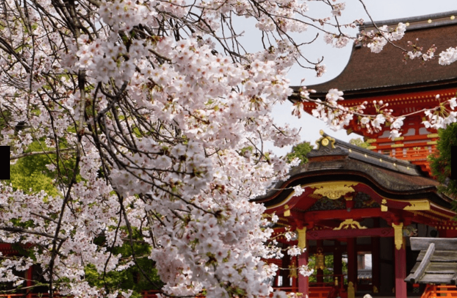 石清水八幡宮の本殿前の桜を撮影した写真