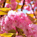 石清水八幡宮の八重桜