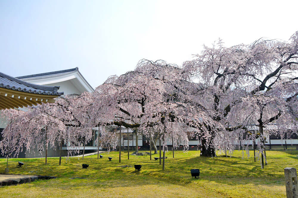 醍醐寺霊宝館の巨大な枝垂桜