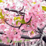 醍醐寺のかわづ桜