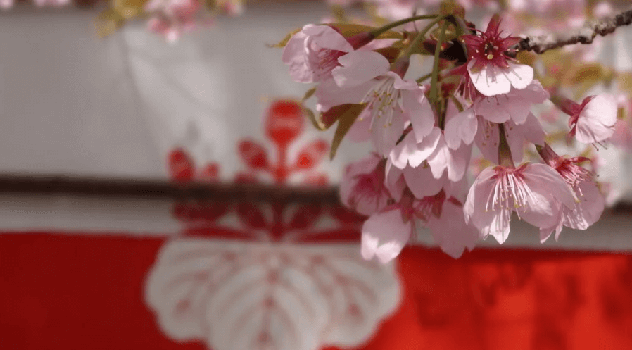 五七の桐の紋と醍醐の桜