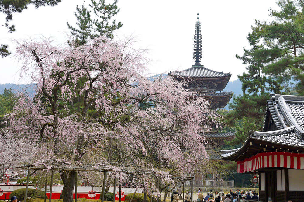 醍醐寺の五重塔をバッグに咲く桜