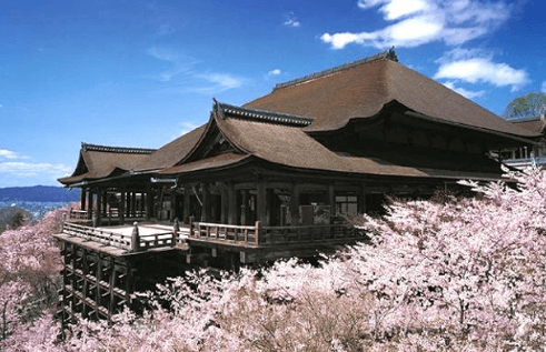 清水寺の舞台の桜を撮影した写真
