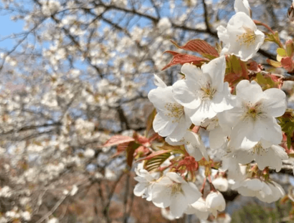 清水寺の山桜を撮影した写真