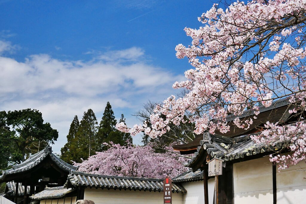 塀の向こうに見えるは土牛の桜の写真