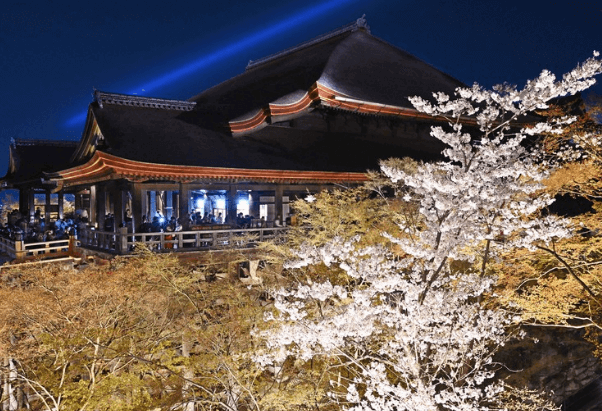 清水寺の桜ライトアップを撮影した写真