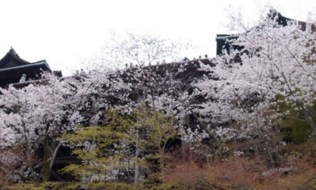 清水寺の舞台から見上げる桜