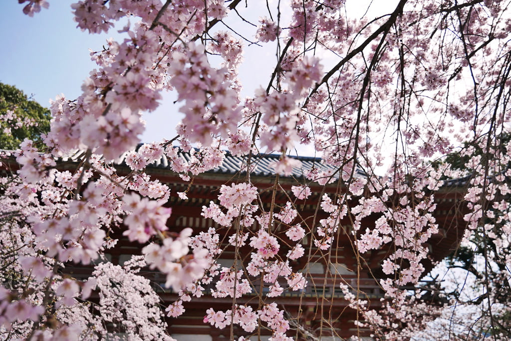 醍醐寺の桜・仁王門の桜
