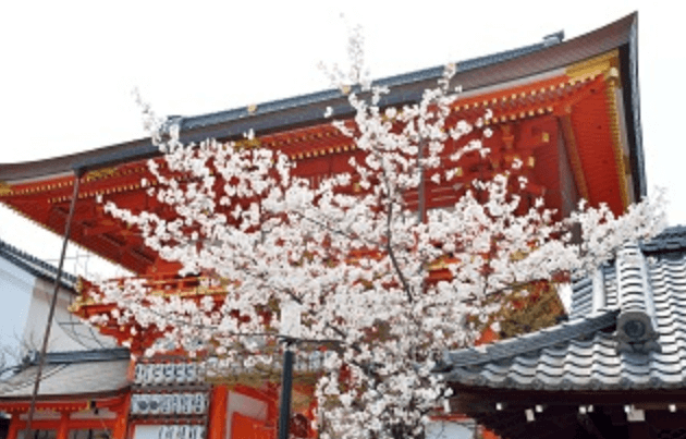 八坂神社の桜を撮影した写真