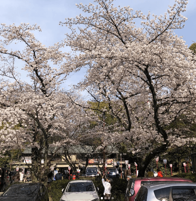 石清水八幡宮駐車場の桜