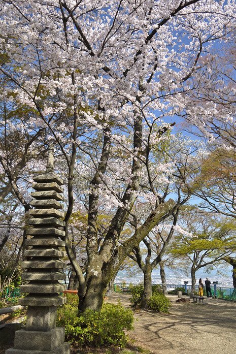 石清水八幡宮の展望台の桜