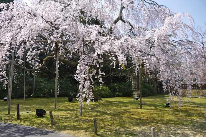 醍醐寺の霊宝館の桜 
