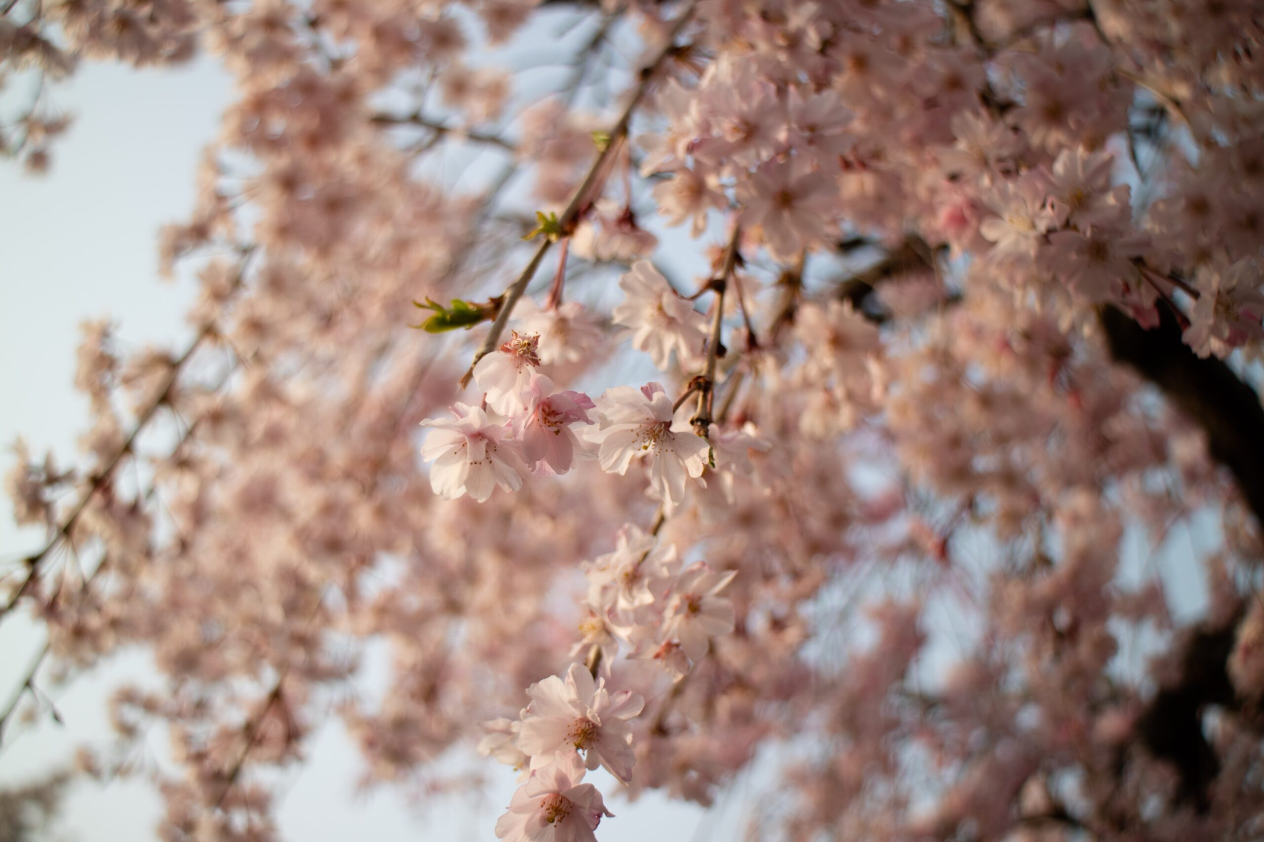 清水寺のしだれ桜を撮影した写真